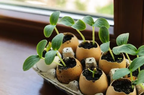 Sprouts growing from an egg shell Foto stock