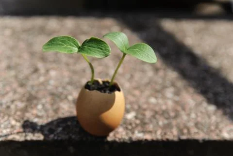 Sprouts growing from an egg shell Stock Photos