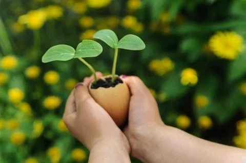 Sprouts growing from an egg shell Stock Photos