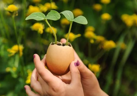 Sprouts growing from an egg shell Stock Photos