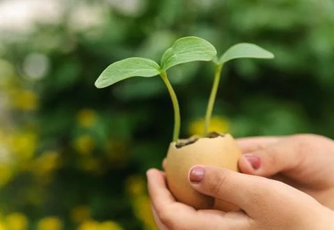 Sprouts growing from an egg shell Stock Photos