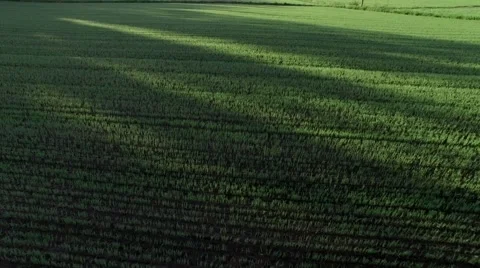 Sprouts growing at a grain field in spring, low altitude aerial shot Stock Footage 68661913