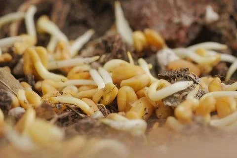 Sprouts growing in soil during springtime in a garden Foto stock