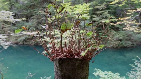 Sprouts growing from a stump in front of mountain lake Stock Footage 317727702