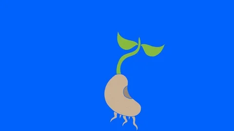 Sprouts hand drawn blue screen. floating loop animation Stock Footage 129422059
