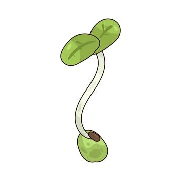 Sprouts illustration Stock Illustration