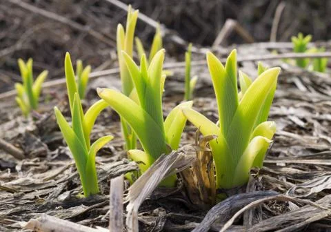 Sprouts of iris in spring Stock Photos