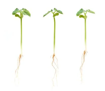 Sprouts isolated on white background Stock Photos