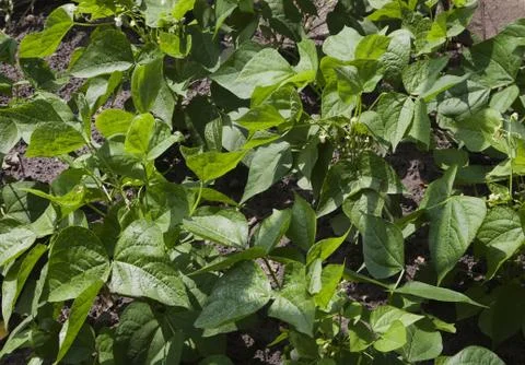 Sprouts of kidney beans Stock Photos