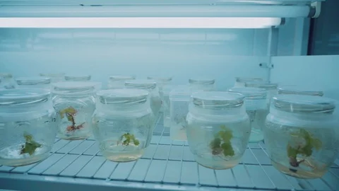 Sprouts in the laboratory Stock Footage 97354014