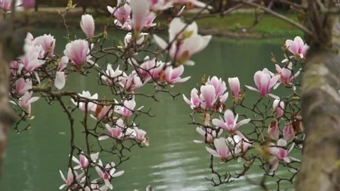 Sprouts of magnolia tree on background of blue sky, Video stock 237881716