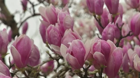 Sprouts of magnolia tree on background of blue sky, Stock Footage 237881739