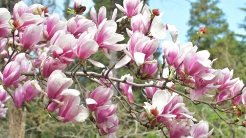 Sprouts of magnolia tree on background of blue sky, Stock Footage 237881791