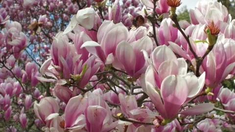 Sprouts of magnolia tree on background of blue sky, Stock Footage 237881797