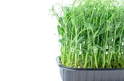 Sprouts of microgreen peas on a white background with place for text Stock Photos