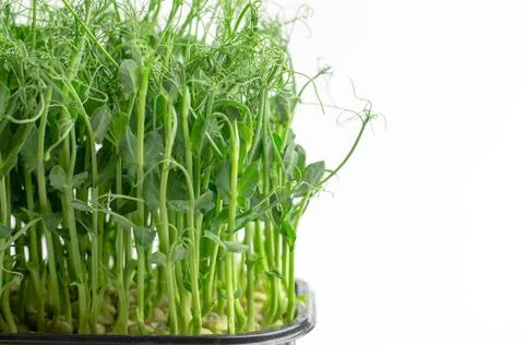Sprouts of microgreen peas on a white background with place for text Stock Photos