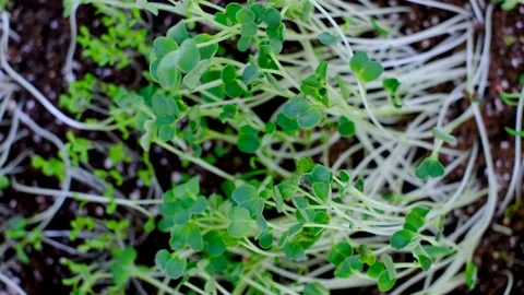 Sprouts of microgreens in a pot on white background top view. Stock Footage 211992136