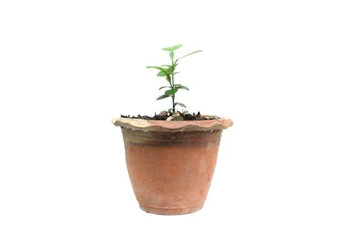 Sprouts orange in pot Stock Photos