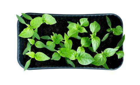 Sprouts of peppers  in boxes Stock Photos