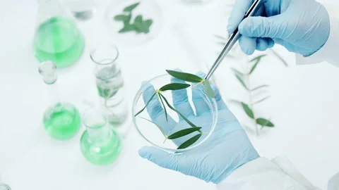 Sprouts in petri dishes. Video stock 171238494