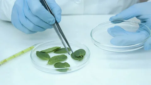 Sprouts in petri dishes. Stock-Footage 238835788