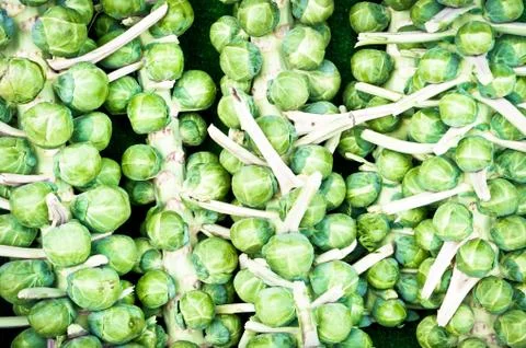 Sprouts Stock Photos
