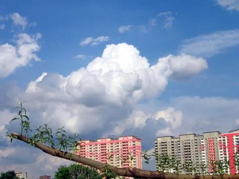 Sprouts Stock Photos