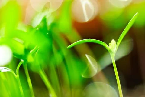 Sprouts Stock Photos