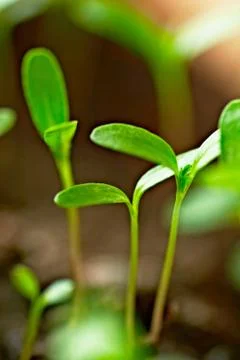 Sprouts Stock Photos