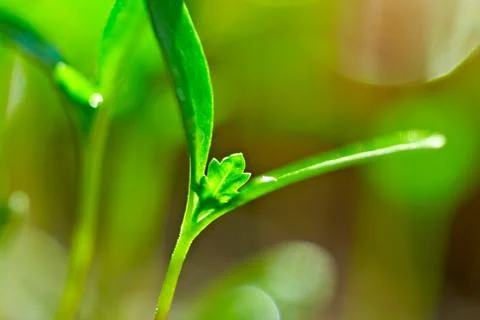Sprouts Stock Photos