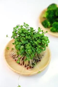 Sprouts Stock Photos