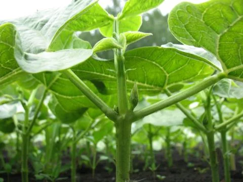 Sprouts Stock Photos