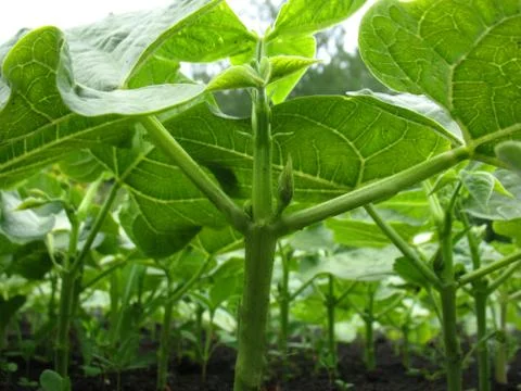 Sprouts Stock Photos