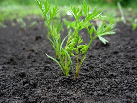 Sprouts Stock Photos