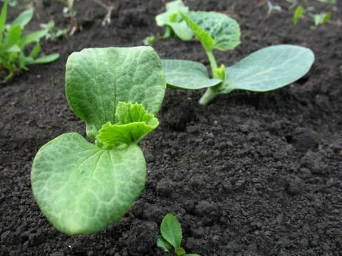 Sprouts Stock Photos