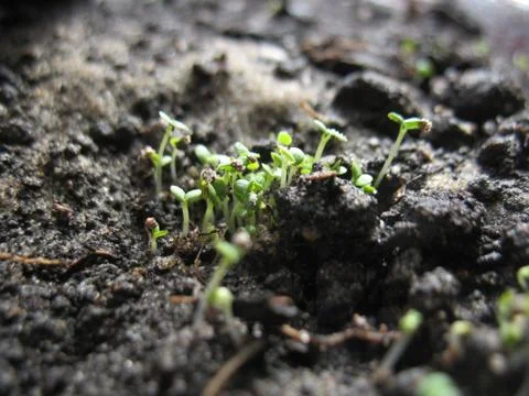 Sprouts Stock Photos