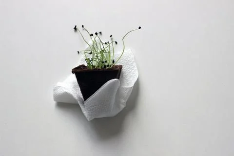 Sprouts Stock Photos