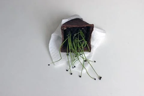 Sprouts Stock Photos