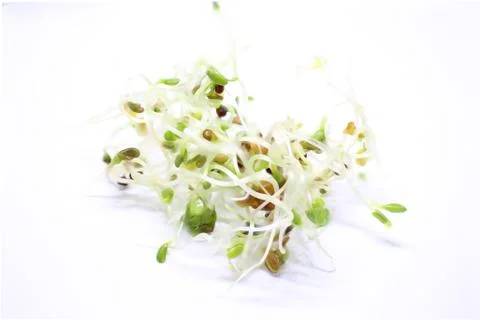 Sprouts Stock Photos