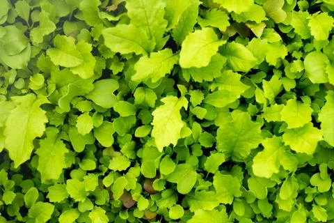 Sprouts Stock Photos