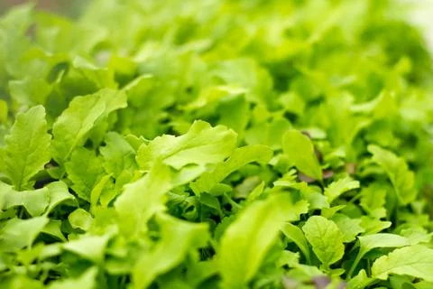 Sprouts 스톡 사진