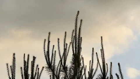 Sprouts of pine swaying in wind Stock-Footage 104715010
