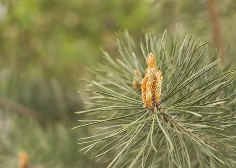 Sprouts of the pine. Tree pine buds close-up on a blurred background 2 Stock Photos