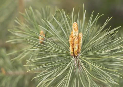 Sprouts of the pine. Tree pine buds close-up on a blurred background Stock Photos