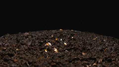 Sprouts, plant growth timelapse, Time-lapse green grass growing, Closeup of Stock Footage