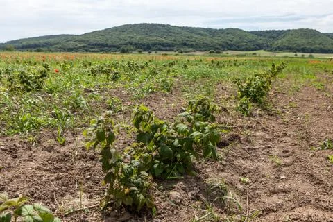 Sprouts of raspberry in the field Stock Photos