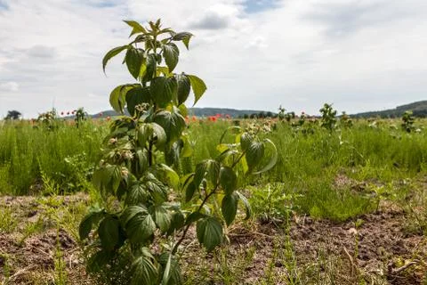 Sprouts of raspberry in the field Stock Photos