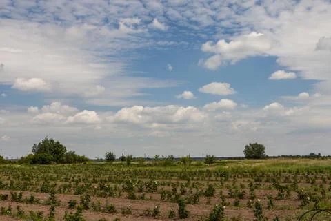 Sprouts of raspberry in the field Stock Photos