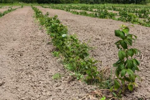 Sprouts of raspberry in the field Stock Photos
