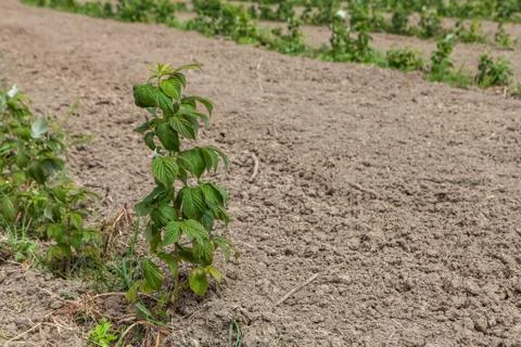 Sprouts of raspberry in the field Foto stock